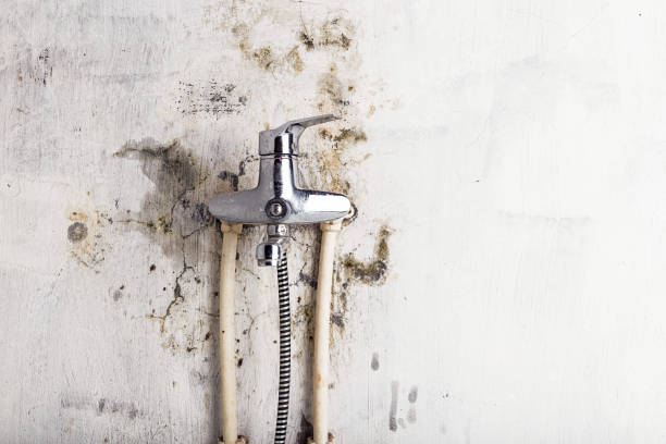 Best Mold Testing and Inspection Services in Pearson, GA