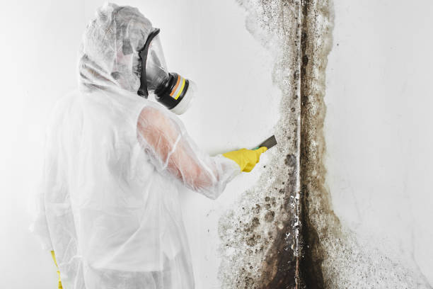 Best Residential Mold Remediation in Pearson, GA
