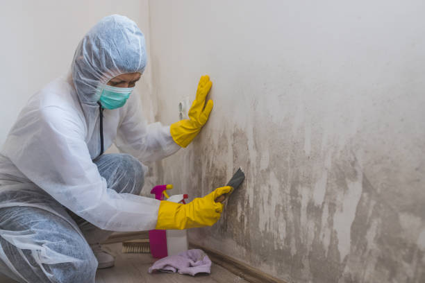 Best Attic Mold Remediation in Pearson, GA