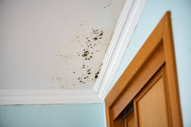 Best Black Mold Remediation in Pearson, GA