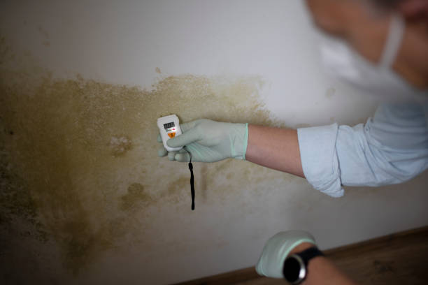 Best DIY Mold Remediation Support Services in Pearson, GA